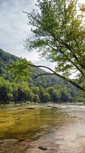 Preview wallpaper river, shore, trees, nature, landscape