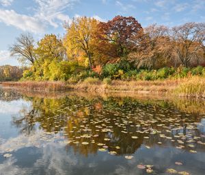 Preview wallpaper river, shore, trees, leaves, autumn