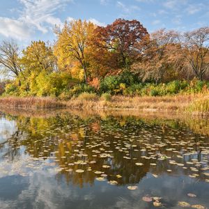 Preview wallpaper river, shore, trees, leaves, autumn