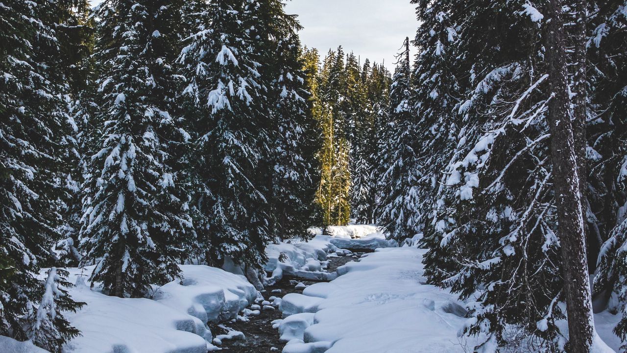Wallpaper river, snow, trees, pines, winter