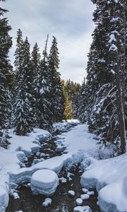 Preview wallpaper river, snow, trees, pines, winter