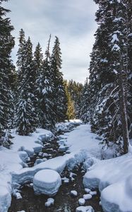 Preview wallpaper river, snow, trees, pines, winter