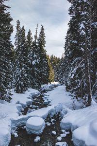 Preview wallpaper river, snow, trees, pines, winter