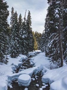 Preview wallpaper river, snow, trees, pines, winter