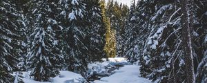 Preview wallpaper river, snow, trees, pines, winter