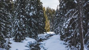 Preview wallpaper river, snow, trees, pines, winter