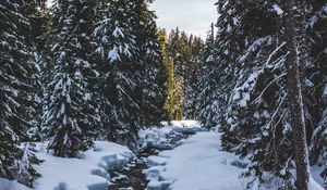 Preview wallpaper river, snow, trees, pines, winter