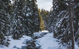 Preview wallpaper river, snow, trees, pines, winter