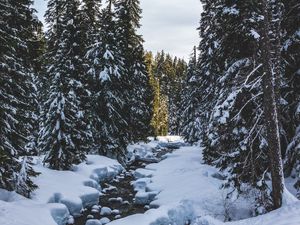 Preview wallpaper river, snow, trees, pines, winter