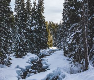 Preview wallpaper river, snow, trees, pines, winter