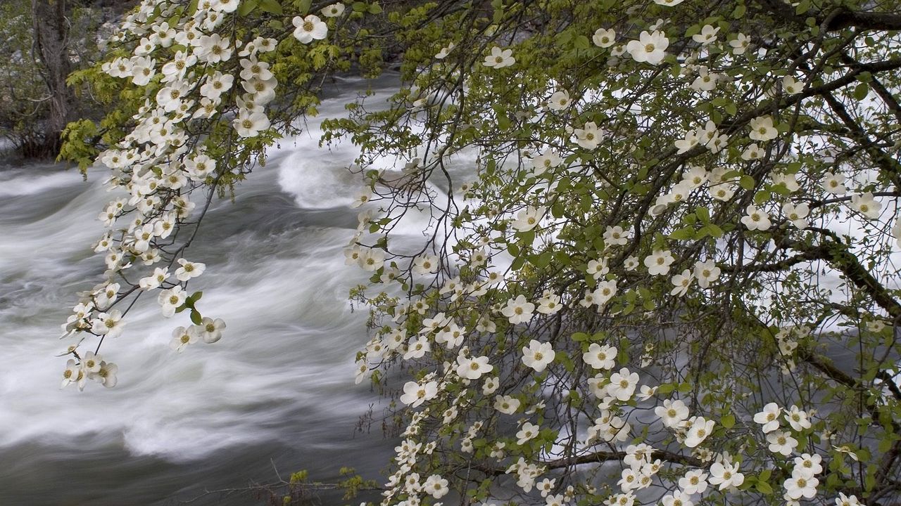 Wallpaper river, spring, flowers, tree, stream