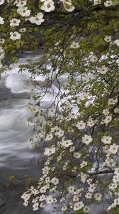 Preview wallpaper river, spring, flowers, tree, stream