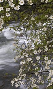 Preview wallpaper river, spring, flowers, tree, stream