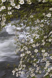 Preview wallpaper river, spring, flowers, tree, stream