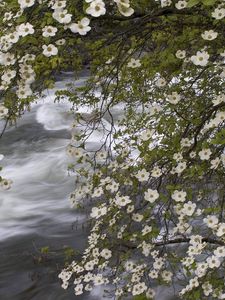 Preview wallpaper river, spring, flowers, tree, stream