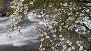 Preview wallpaper river, spring, flowers, tree, stream