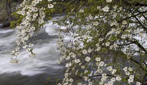 Preview wallpaper river, spring, flowers, tree, stream