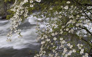 Preview wallpaper river, spring, flowers, tree, stream