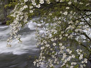 Preview wallpaper river, spring, flowers, tree, stream