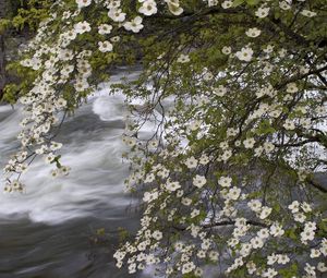 Preview wallpaper river, spring, flowers, tree, stream