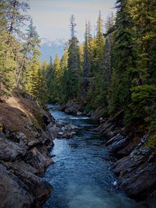 Preview wallpaper river, spruce, forest, blocks