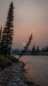 Preview wallpaper river, spruce, sun, sunset