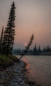 Preview wallpaper river, spruce, sun, sunset
