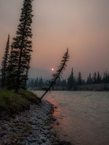 Preview wallpaper river, spruce, sun, sunset