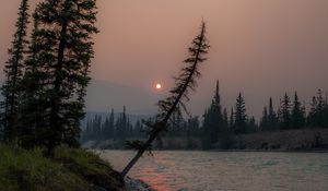 Preview wallpaper river, spruce, sun, sunset