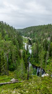 Preview wallpaper river, spruce, trees, forest, distance