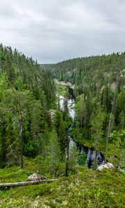 Preview wallpaper river, spruce, trees, forest, distance