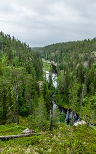 Preview wallpaper river, spruce, trees, forest, distance