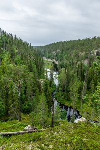 Preview wallpaper river, spruce, trees, forest, distance