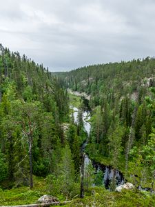 Preview wallpaper river, spruce, trees, forest, distance