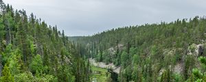 Preview wallpaper river, spruce, trees, forest, distance