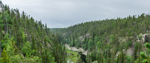 Preview wallpaper river, spruce, trees, forest, distance