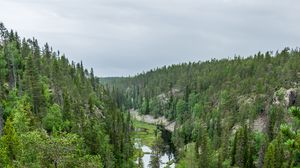 Preview wallpaper river, spruce, trees, forest, distance