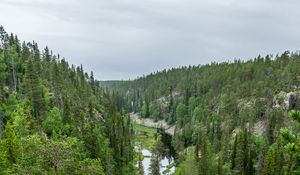 Preview wallpaper river, spruce, trees, forest, distance