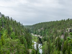 Preview wallpaper river, spruce, trees, forest, distance