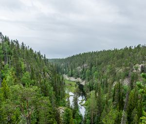 Preview wallpaper river, spruce, trees, forest, distance
