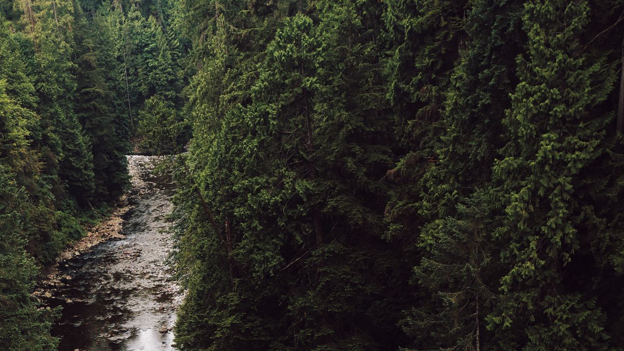Wallpaper river, spruce, trees, forest, stones