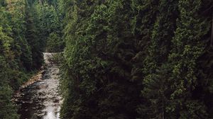 Preview wallpaper river, spruce, trees, forest, stones