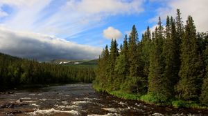 Preview wallpaper river, spruce, trees, forest, clouds