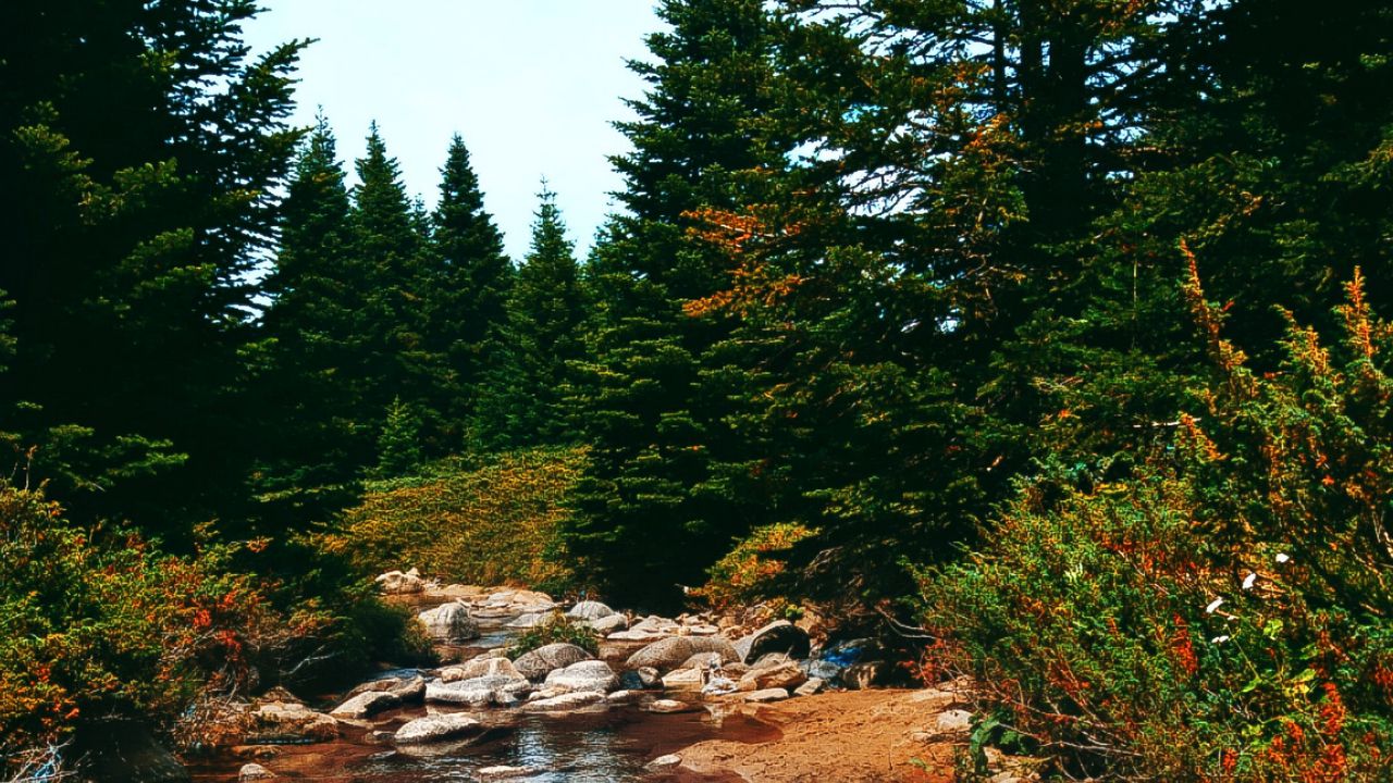 Wallpaper river, spruce, trees, stones, sky