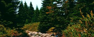 Preview wallpaper river, spruce, trees, stones, sky