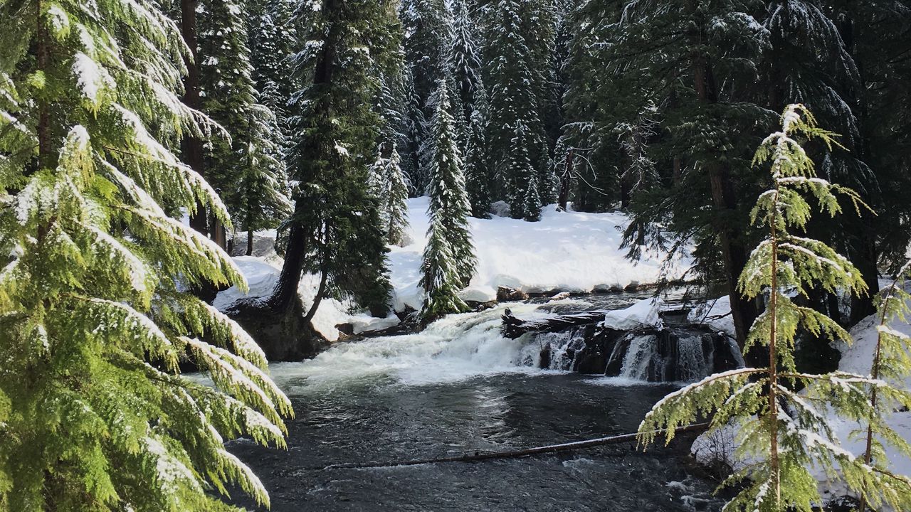 Wallpaper river, spruces, snow, winter