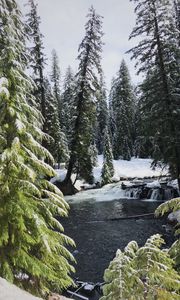 Preview wallpaper river, spruces, snow, winter