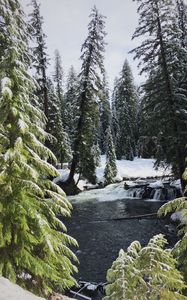 Preview wallpaper river, spruces, snow, winter