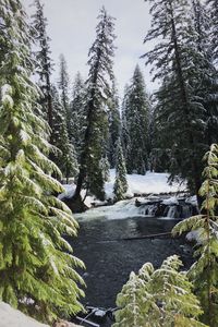 Preview wallpaper river, spruces, snow, winter