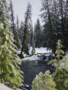 Preview wallpaper river, spruces, snow, winter